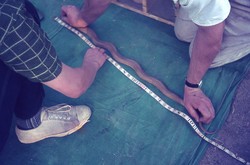 Examining a snake at the campsite