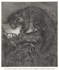 The aye-aye, recently added to the Zoological Society's collection, Regent's Park: Illustrated London News, 6 September 1862