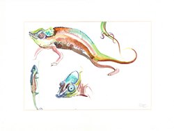Chameleon: Watercolour sketches by Janet Robinson