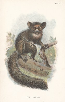 Plate I: The Aye-Aye: Lloyd's Natural History: A handbook to the primates, vol 1