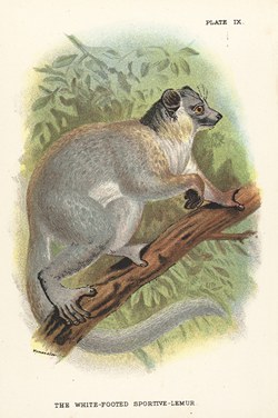 Plate IX: The White-Footed Sportive Lemur: Lloyd's Natural History: A handbook to the primates, vol 1