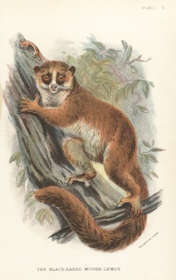 Plate V: The Black-Eared Mouse Lemur: Lloyd's Natural History: A handbook to the primates, vol 1
