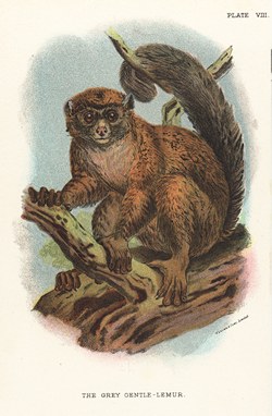 Plate VIII: The Grey Gentle-Lemur: Lloyd's Natural History: A handbook to the primates, vol 1