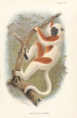 Plate XI: Coquerel's Sifaka: Lloyd's Natural History: A handbook to the primates, vol 1
