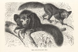 The aye-aye (1/9 nat. size): The Royal Natural History, 1893