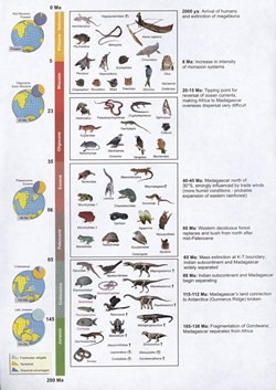 Timetable summarizing major paleogeographical and paleoclimatic events relevant to the biogeographic history of Madagascar