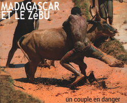 Madagascar et le Zébu: Un couple en danger