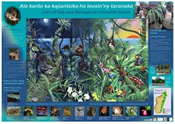 Littoral Forest Poster: Ala kanto ka kajiantsika ho lovain'ny taranaka / Let's all help save Madagascar's beautiful forests