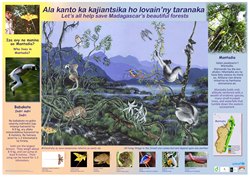 Mantadia Poster: Ala kanto ka kajiantsika ho lovain'ny taranaka / Let's all help save Madagascar's beautiful forests