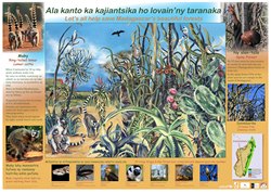 Spiny Forest Poster: Ala kanto ka kajiantsika ho lovain'ny taranaka / Let's all help save Madagascar's beautiful forests