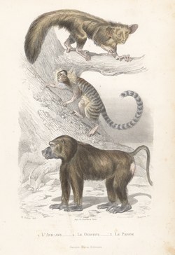 1 l'Aye-Aye, 2. Le Ouistiti, 3. Le Papion: Nouvelle galerie d'histoire naturelle: tirée des Oeuvres complétes de Buffon et de Lacépède