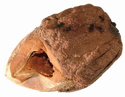 Nut Opened by an Aye Aye: from Nosy Mangabe