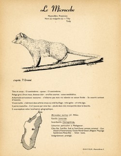 1. Le Microcebe / 2. Le Microcèbe de Coquerel