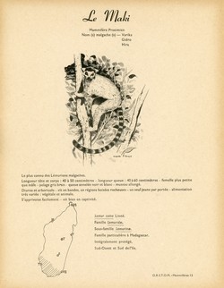 13. Le Maki / 14. Le Lémur Rubriventer