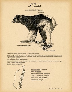 17. L'Indri / 18. L'Avahi