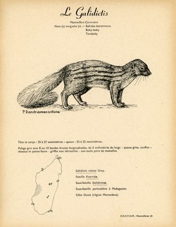 33. Le Galidictis / 34. Le Galidia
