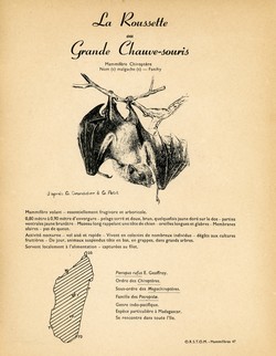 47. La Rousette ou Grande Chauve-souris / 48. La Rousette ou Grande Chauve-souris