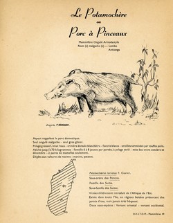 49. Le Potamochère ou Porc à Pinceaux / 50. Le Dugong
