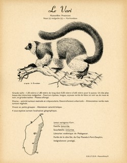9. Le Vari / 10. Le Lémur Macaco