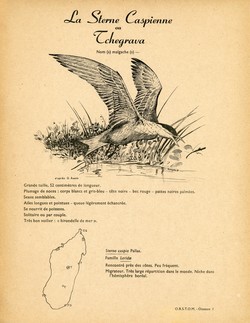 1. La Sterne Caspienne ou Tchegrava / 2. La Sterne Huppe ou Sterne de Berg