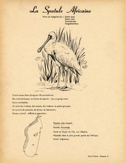 11. La Spatule Africaine / 12. L'Ibis Falcinelle