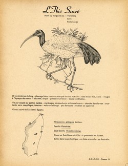 13. L'Ibis Sacré / 14. L'Ibis Huppé ou Ibis à Cimier