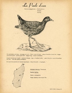 23. La Poule d'eau / 24. La Poule Sultane ou Porphyrion  dos vert