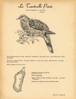 29. La Tourterelle Peinte / 30. La Tourterelle du Cap ou Colombe à masque de fer