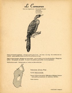 3. Le Cormoran / 4. L'Anhinga ou Oiseau-Serpent