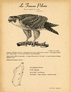 31. Le Faucon Plerin / 32. Le Faucon de Newton ou Crcerelle Malgache