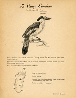 45. Le Vanga Ecorcheur / 46. L'Eurycre de Prvost