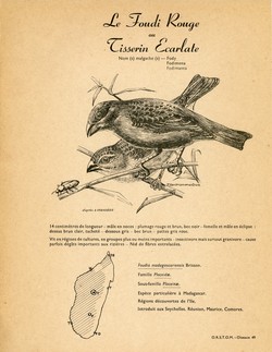 49. Le Foudi Rouge ou Tisserin Ecarlate / 50. Le Foudi Sakalave ou Tisserin Sakalave