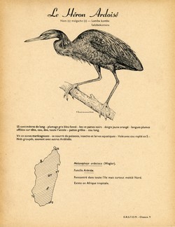 9. Le Hron Ardois / 10. Le Hron Garde-Boeufs ou Fausse Aigrette