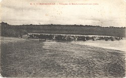 Troupeau de Bœufs traversant une rivière: 44: S. O. Madagascar