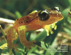 Treefrog Heterixalus punctatus: Andasibe, Madagascar