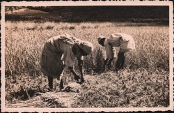 Cutting and bundling rice in Madagascar