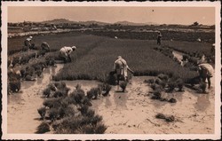 Transplanting rice in Madagascar