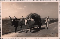 Zebu pulling a cart in the highlands of Madagascar