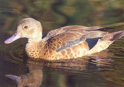 Madagascar Teal