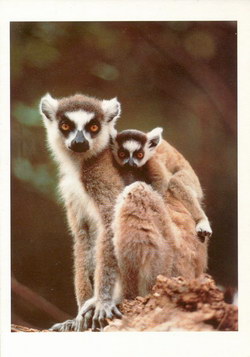 Ring-Tailed Lemurs: Lemur catta, Madagascar