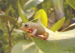 Weissgepunkteter Madagassischer Riedfrosch