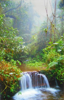 Waterfall in Ranomafana National Park