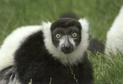 Black-and-White Ruffed Lemur