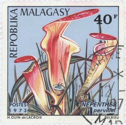 Nepenthes pervillei: 40-Franc Postage Stamp