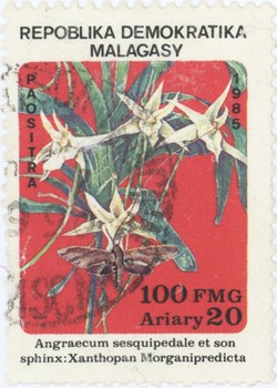 Angraecum sesquipidale and Xanthopan morganii praedicta: 100-Franc (20-Ariary) Postage Stamp