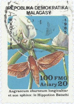 Angraecum eburneum and Hippotion batschi: 100-Franc (20-Ariary) Postage Stamp