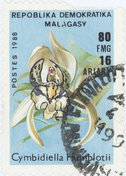 Cymbidiella Humblotii: 80-Franc (16-Ariary) Postage Stamp