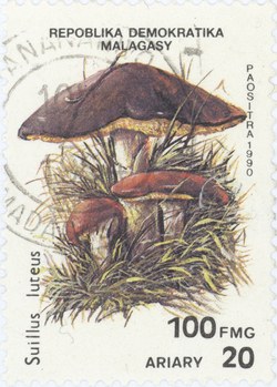 Suillus luteus: 100-Franc (20-Ariary) Postage Stamp