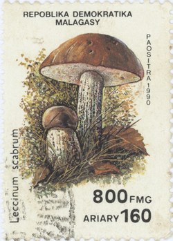 Leccinum scabrum: 800-Franc (160-Ariary) Postage Stamp