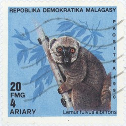 Lemur fulvis albifrons: 20-Franc (4-Ariary) Postage Stamp